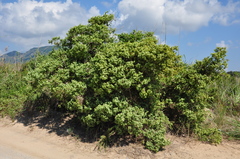 Juniperus macrocarpa