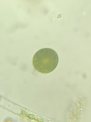 Euglena