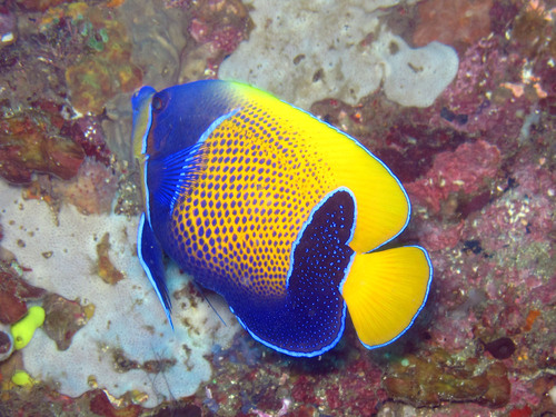 Blue-ringed Angelfish