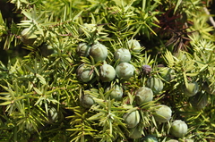 Juniperus macrocarpa