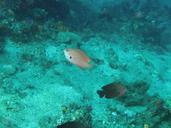 Pomacentrus alexanderae