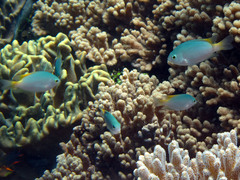 Pomacentrus lepidogenys