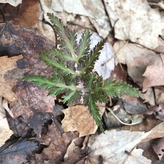 Sceptridium dissectum dissectum