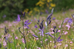 Camassia leichtlinii