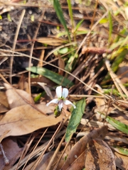 Viola vittata