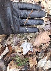 Sceptridium dissectum dissectum