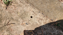 Portacosa cinerea