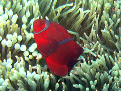 Amphiprion biaculeatus