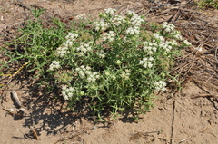 Echinophora spinosa