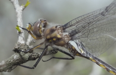 Epitheca petechialis