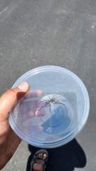 Portacosa cinerea