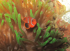 Amphiprion biaculeatus