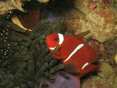 Amphiprion biaculeatus