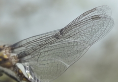 Epitheca petechialis