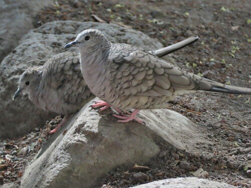 Inca Dove, Reforma Soc, Ciudad de México, CDMX, Mexico, photo 9 of 10