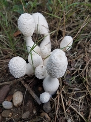 Leucocoprinus cretaceus