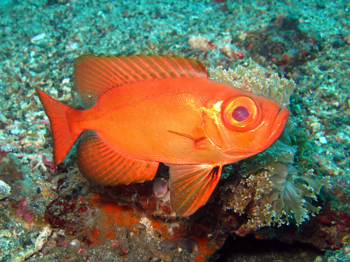Arrow bulleye (Priacanthus sagittarius) — Priacanthidae — 5