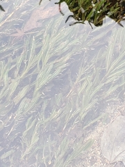 Potamogeton crispus