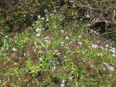 Aristeguietia salvia