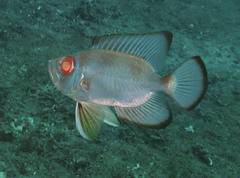 Priacanthus blochii