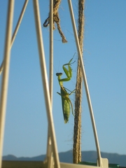 Hierodula patellifera patellifera