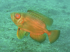 Priacanthus blochii