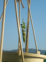 Hierodula patellifera patellifera