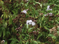 Aristeguietia salvia