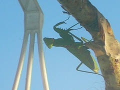 Hierodula patellifera patellifera