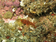 Priolepis semidoliata