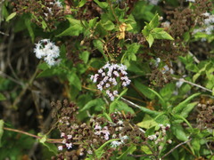 Aristeguietia salvia
