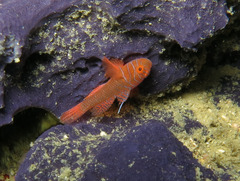 Priolepis semidoliata