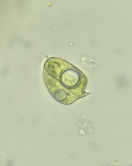 Phacus curvicauda