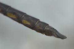 Epitheca petechialis