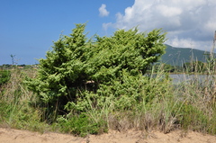 Juniperus macrocarpa