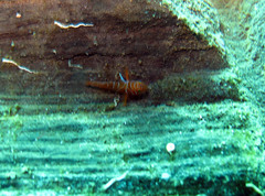 Priolepis semidoliata