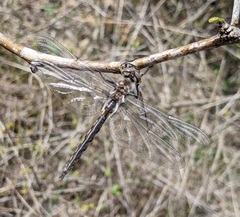 Epitheca petechialis