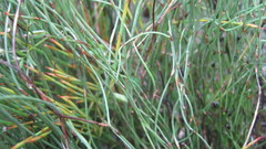 Elegia microcarpa