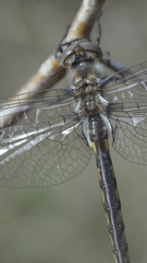 Epitheca petechialis