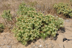Echinophora spinosa