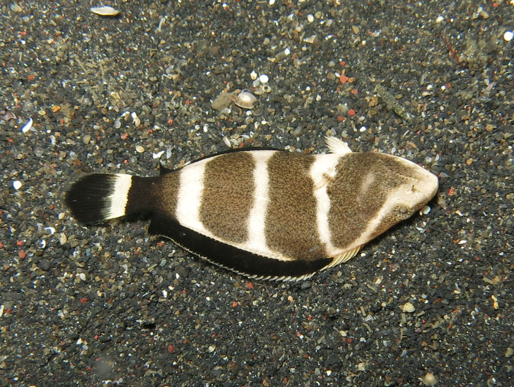 Indian Halibut