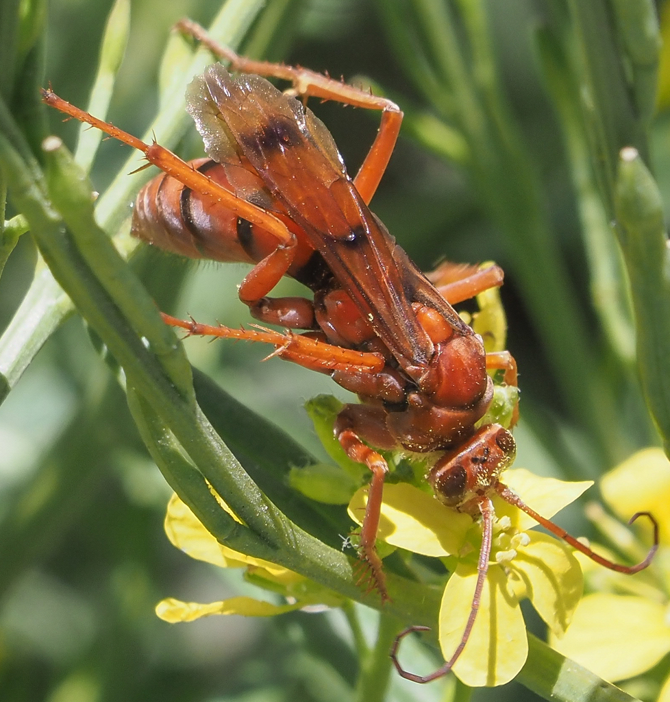 Tachypompilus mendozae