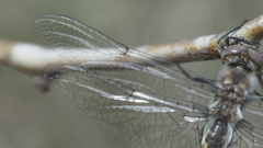 Epitheca petechialis