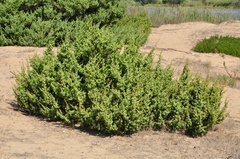Juniperus macrocarpa