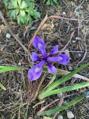 Iris macrosiphon