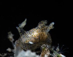 Thecacera pennigera