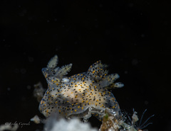 Thecacera pennigera