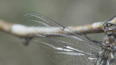 Epitheca petechialis