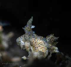 Thecacera pennigera