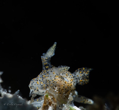 Thecacera pennigera